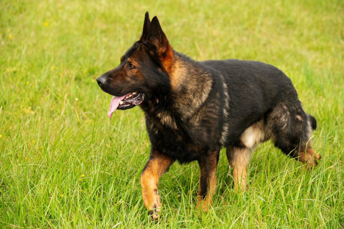 DDR GSD male Oberst STASI, 2 y.o