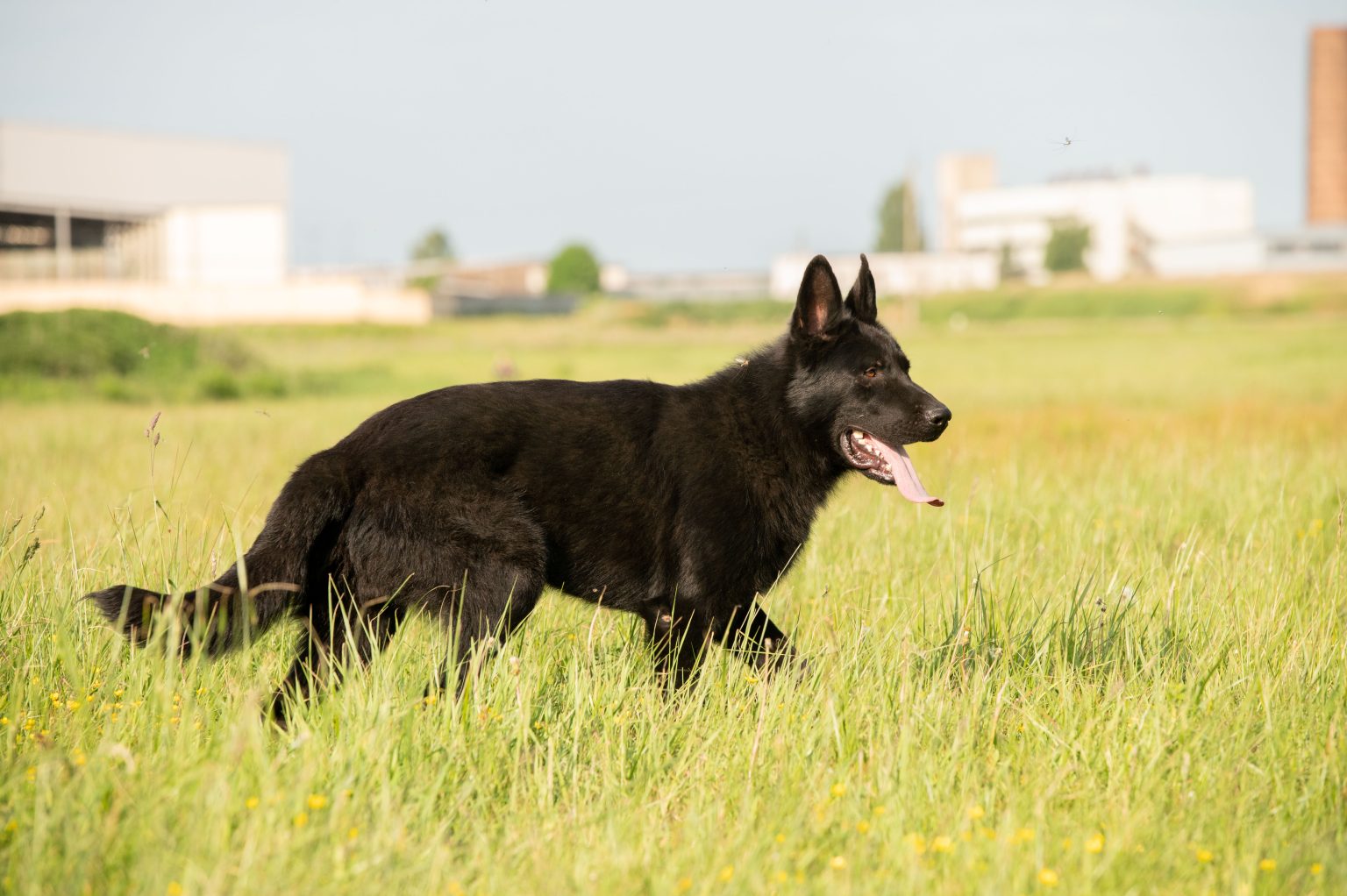 Young Dogs Available – STASI Kennel