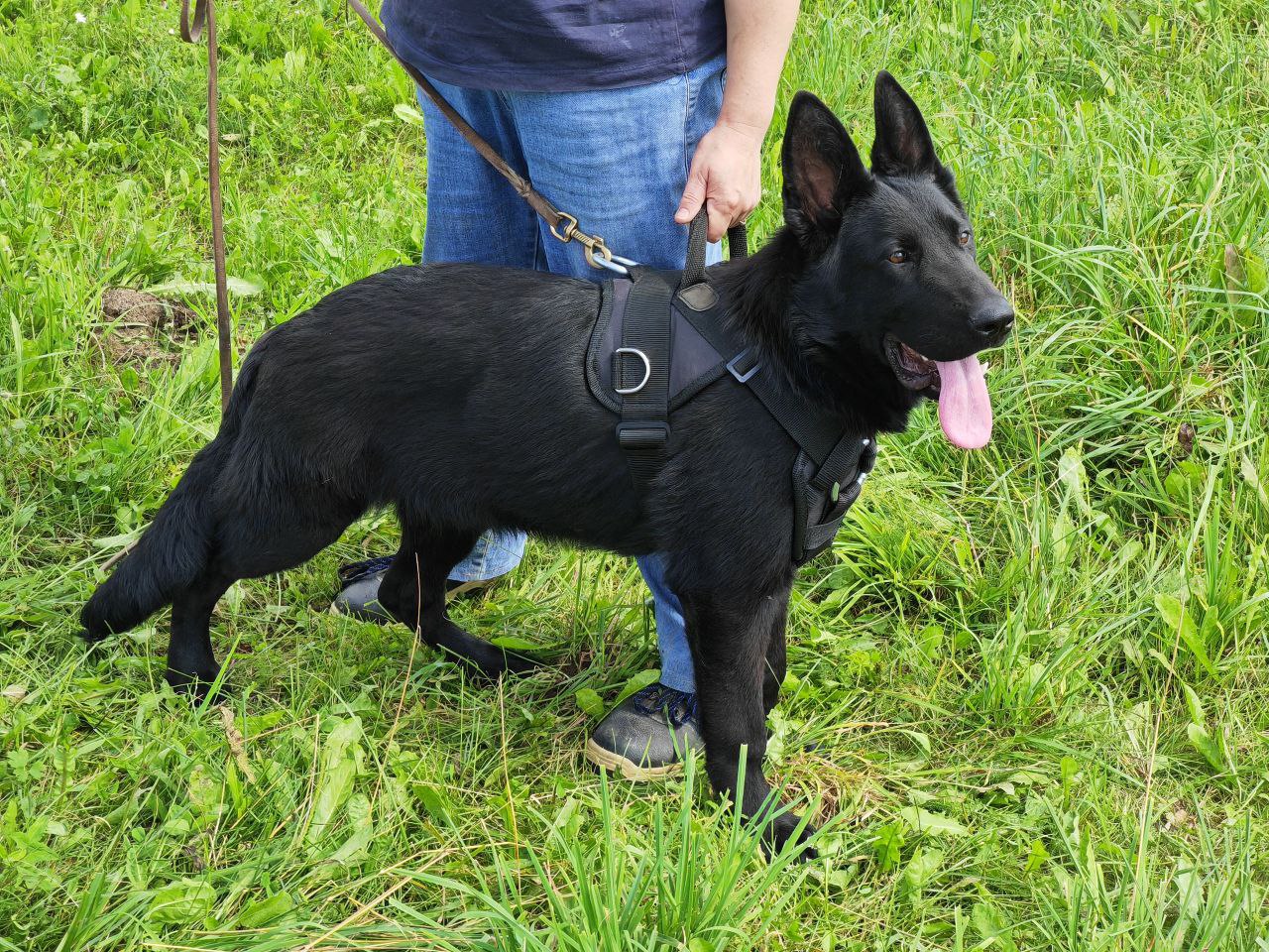 Zeira Queen STASI