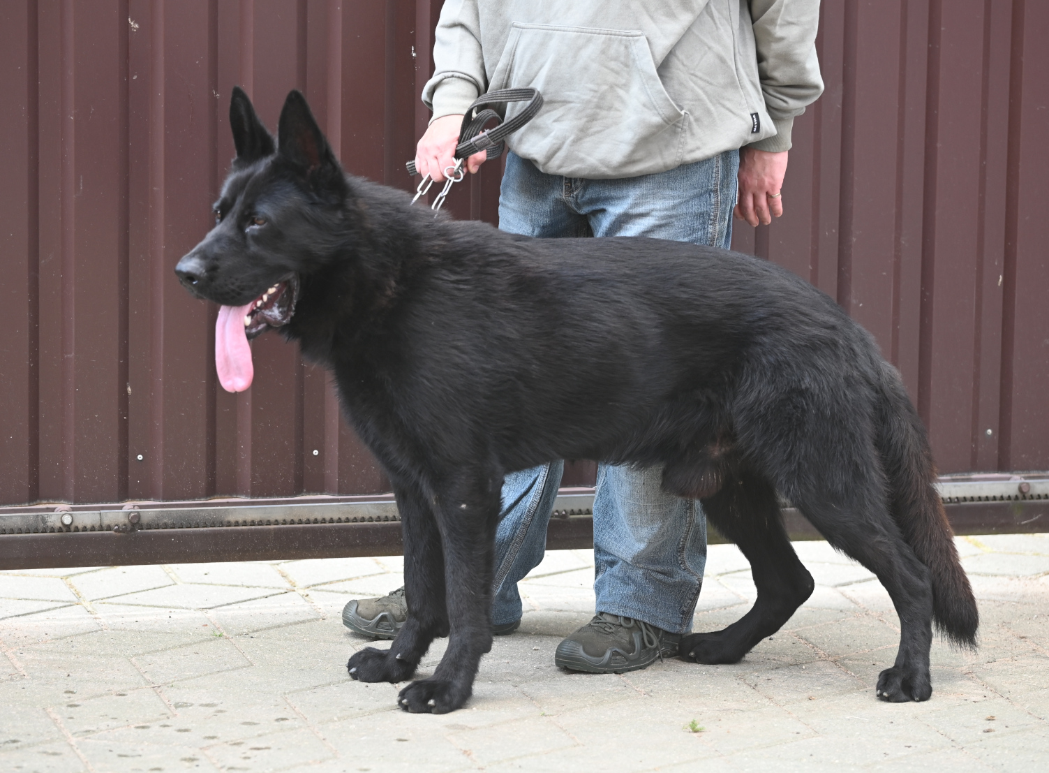 Zeus_website