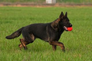 Ddr clearance gsd breeders